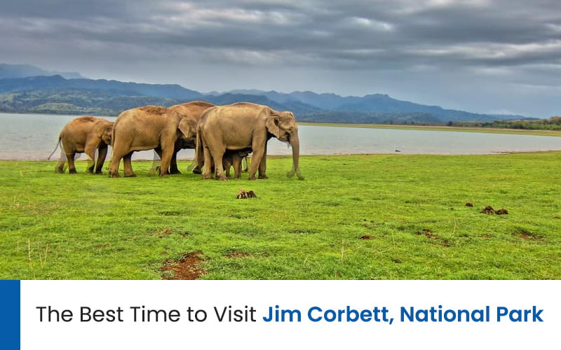 The Best Time To Visit Jim Corbett National Park